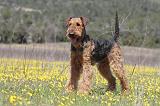 AIREDALE TERRIER 215